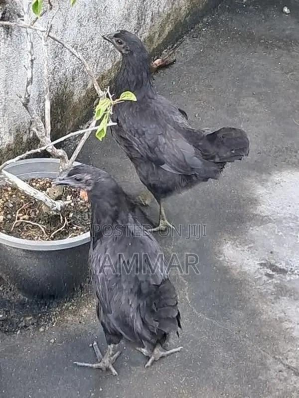 Black Chicken