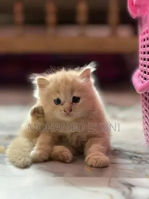Persian Cat