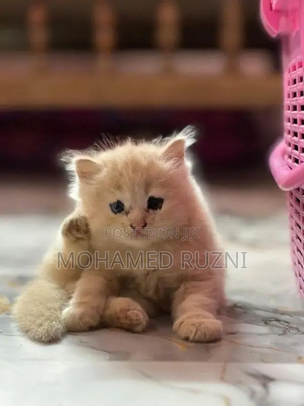 Persian Cat