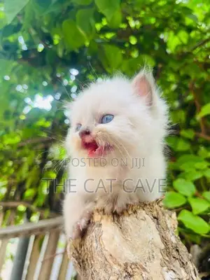 Persian Kittens