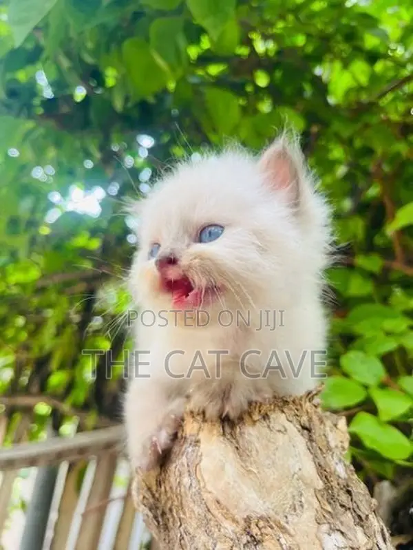Persian Kittens