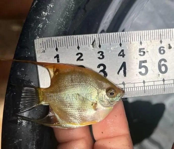 Premium Angel Fish 3 - 4 cm