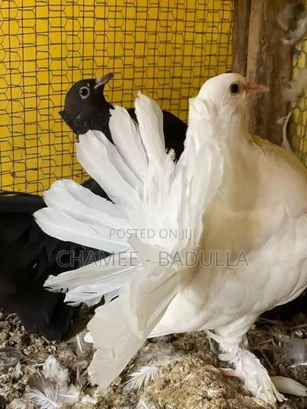 Fantail Pigeon