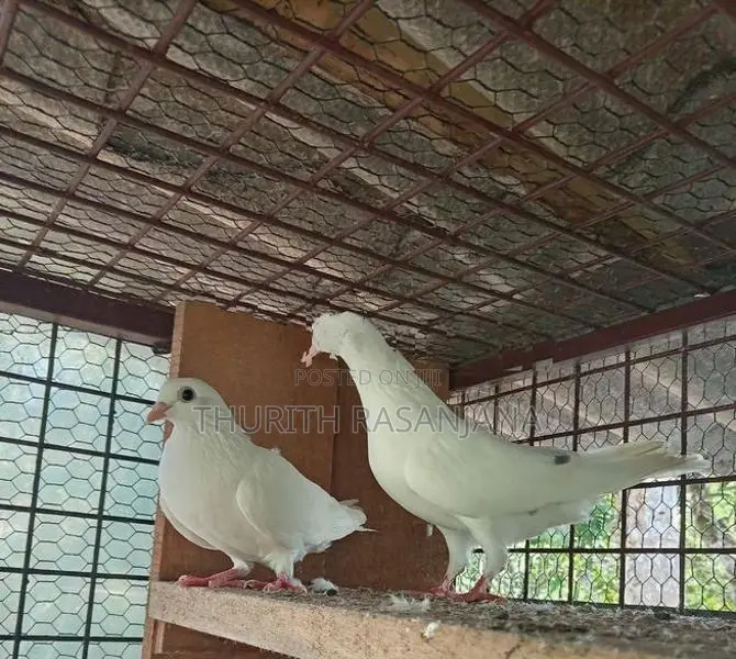 Sudu Ara Pigeon