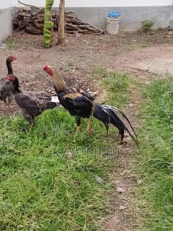 Parrot Beak Rooster