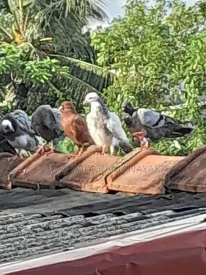 Pigeons