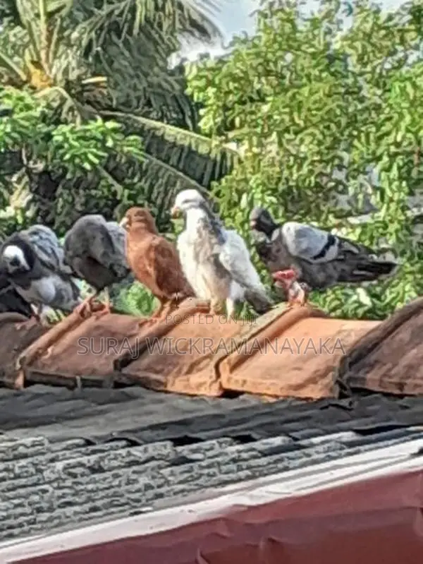 Pigeons