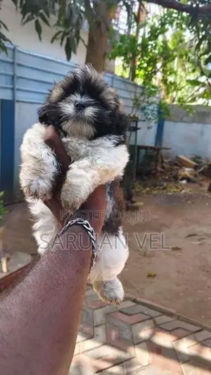 Sizsu Male Puppy