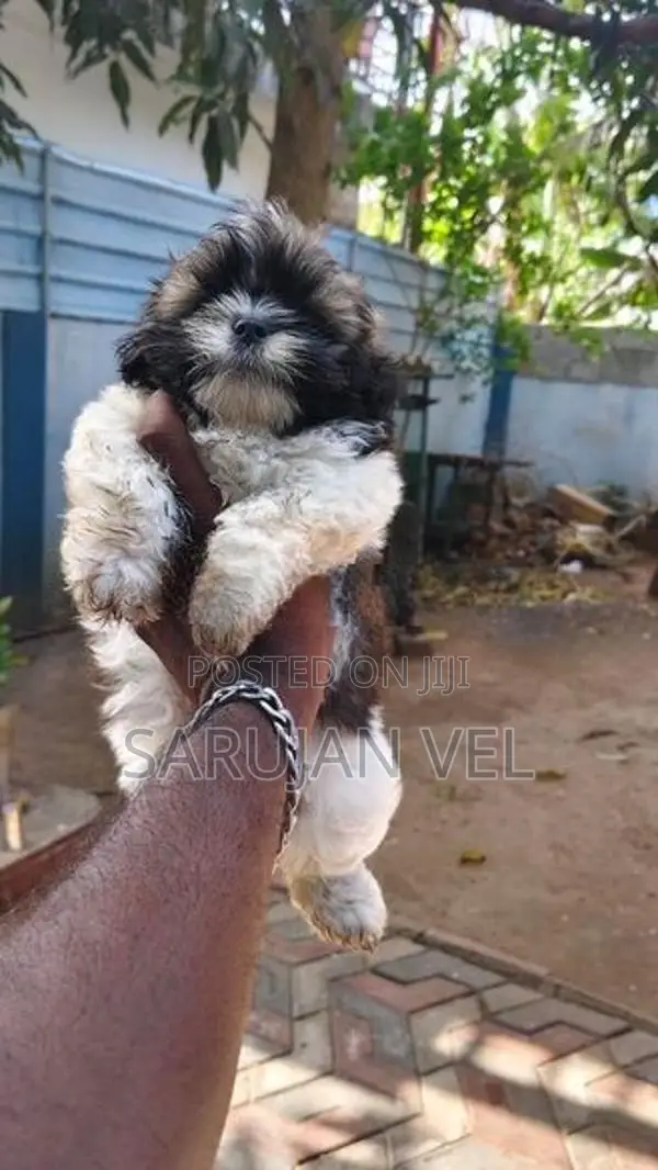 Sizsu Male Puppy