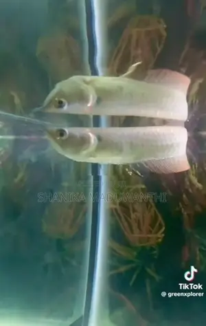 Arowana fish
