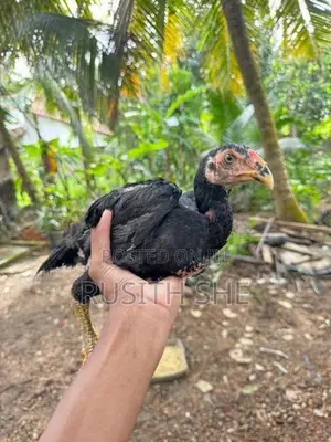 Shamo Rooster