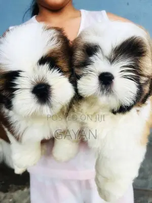 shih tzu puppy
