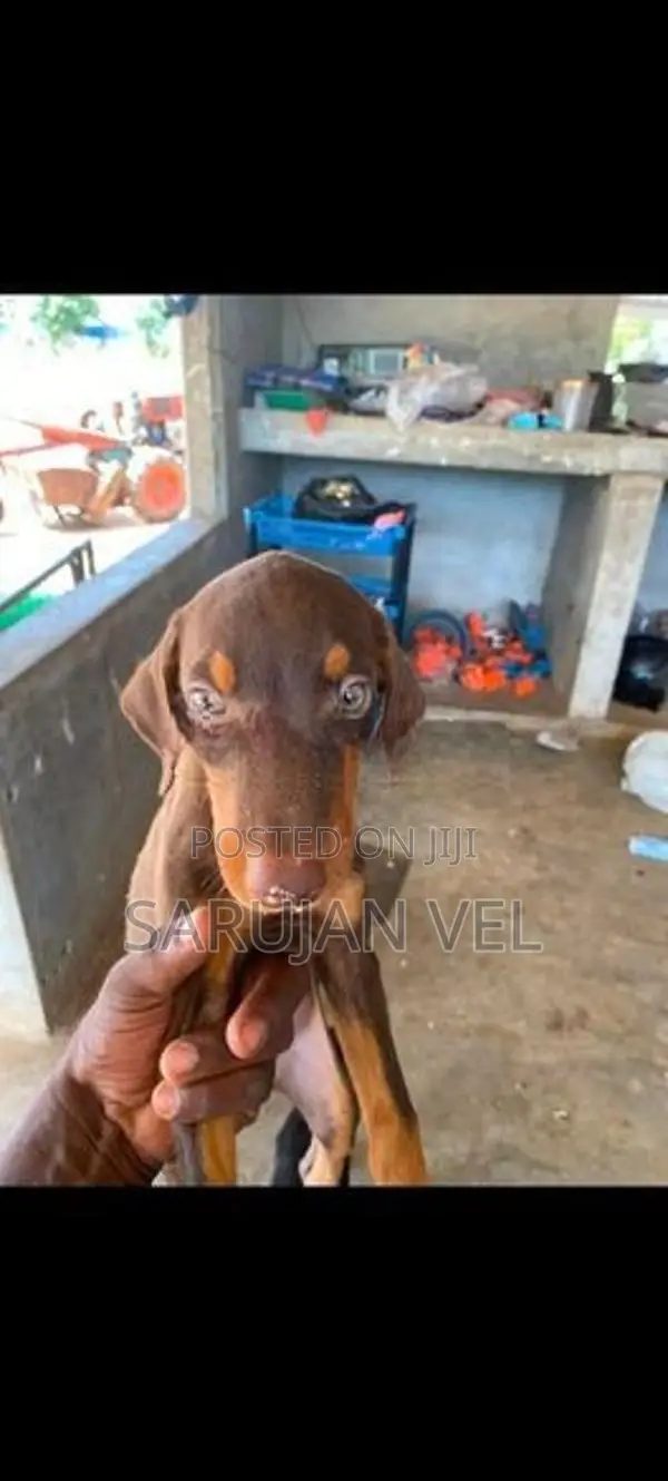 Doberman Female Puppy