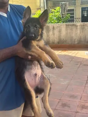 German Shepherd Puppies