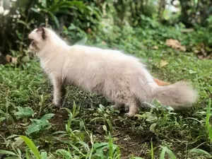 Persian Kittens