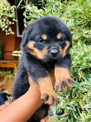 Rottweiler Puppies