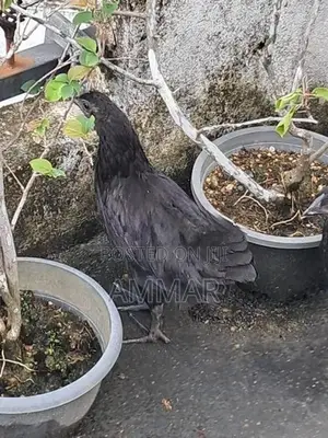 Black Chicken
