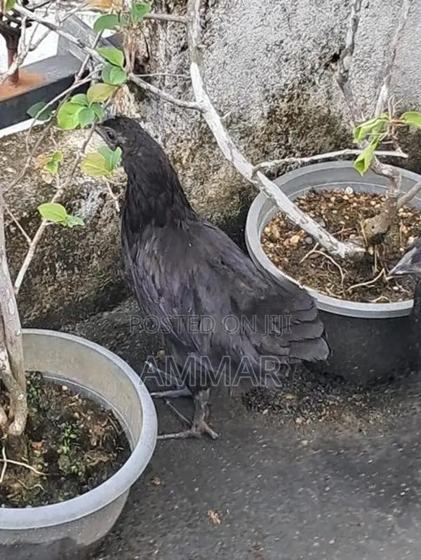 Black Chicken