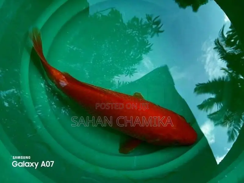 Koi Fish