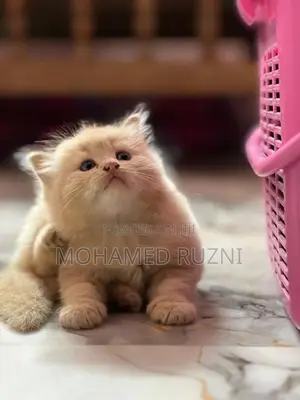 Persian Cat