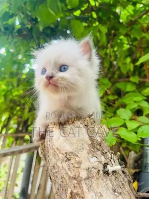 Persian Kittens
