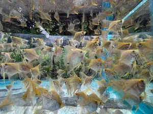 Premium Angel Fish 3 - 4 cm