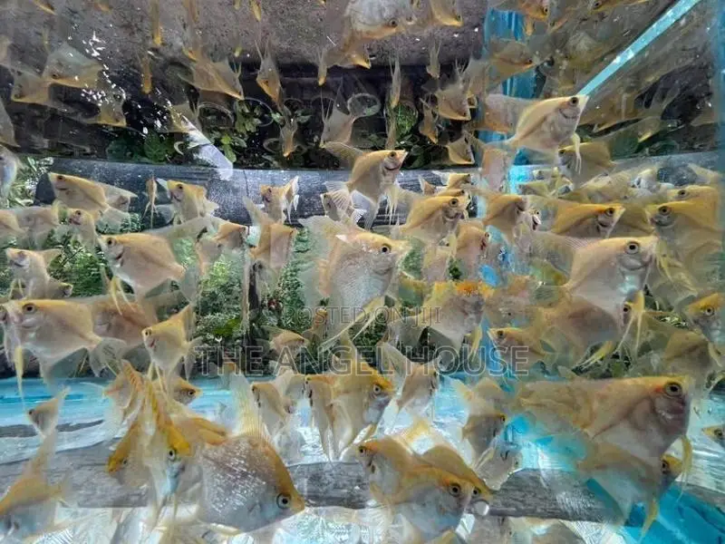 Premium Angel Fish 3 - 4 cm
