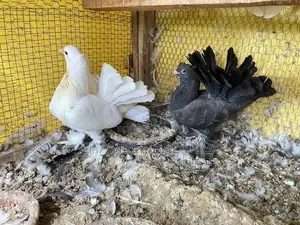 Fantail Pigeon