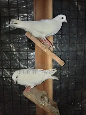 Sudu Ara Pigeon