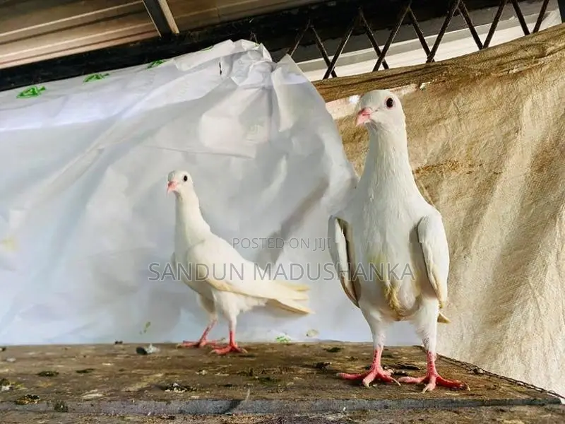 pigeon