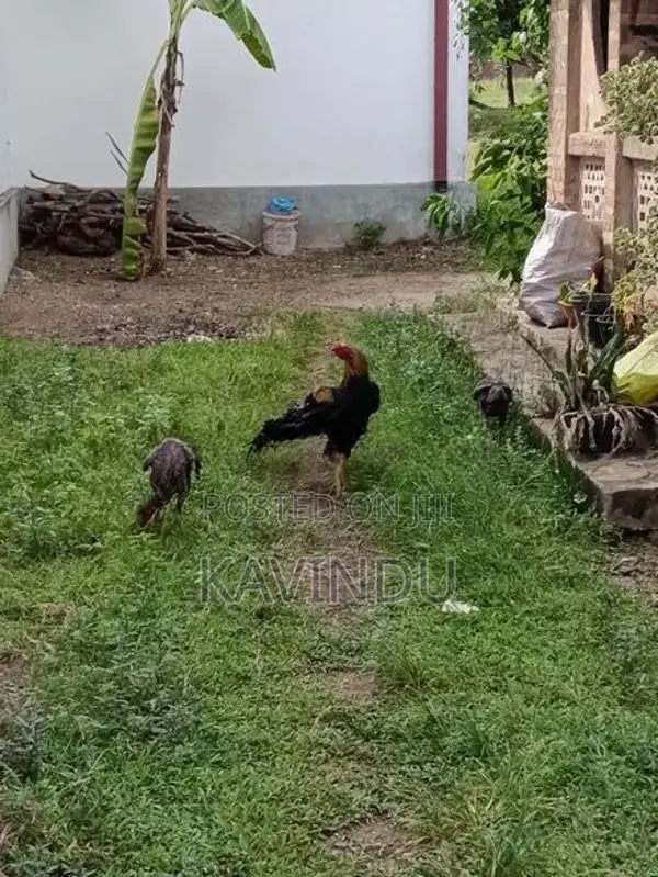 Parrot Beak Rooster