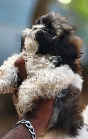 Sizsu Male Puppy