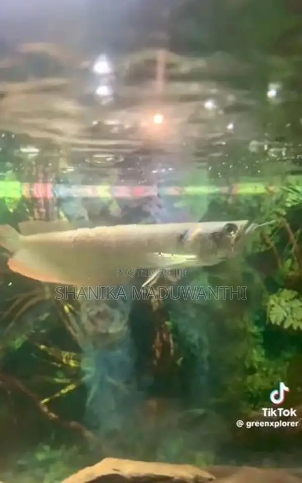 Arowana fish