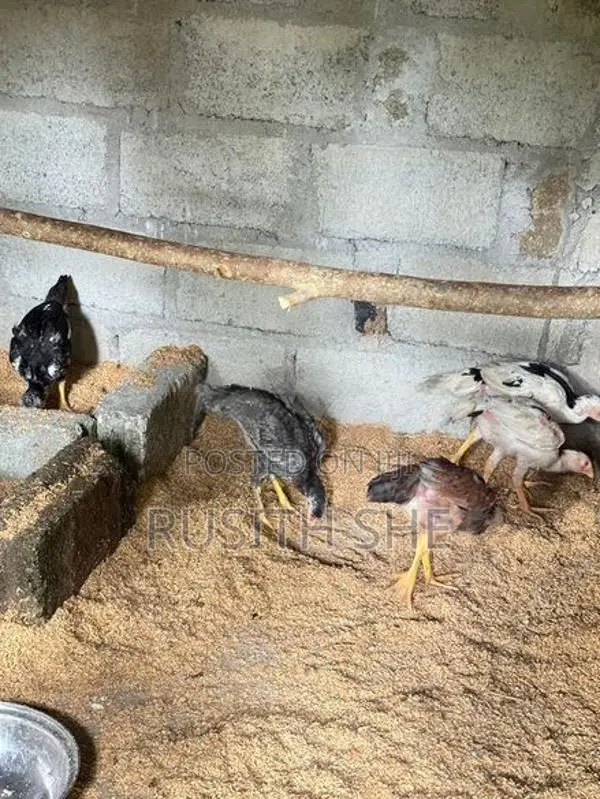 Shamo Rooster