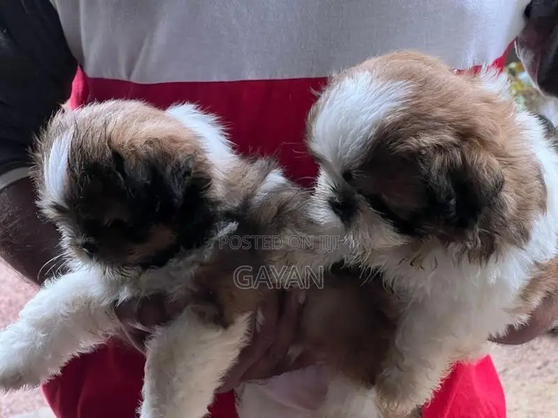 shih tzu puppy