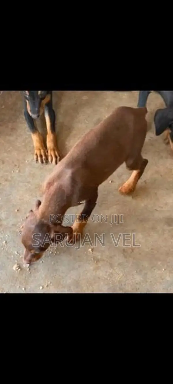 Doberman Female Puppy