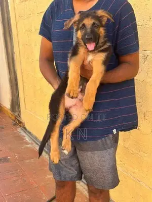 German Shepherd Puppies