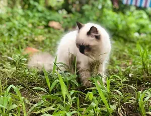 Persian Kittens