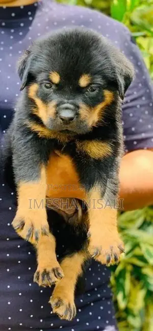 Rottweiler Puppies