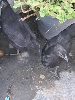 Black Chicken