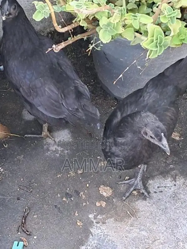 Black Chicken