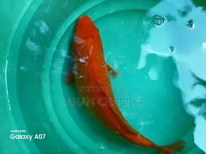 Koi Fish