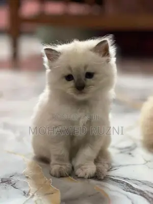 Persian Cat