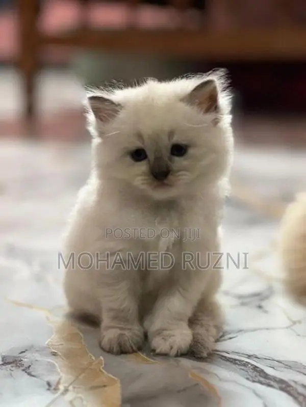 Persian Cat