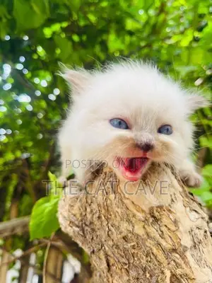 Persian Kittens