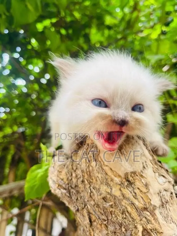 Persian Kittens