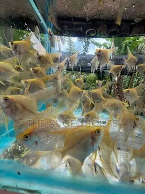 Premium Angel Fish 3 - 4 cm