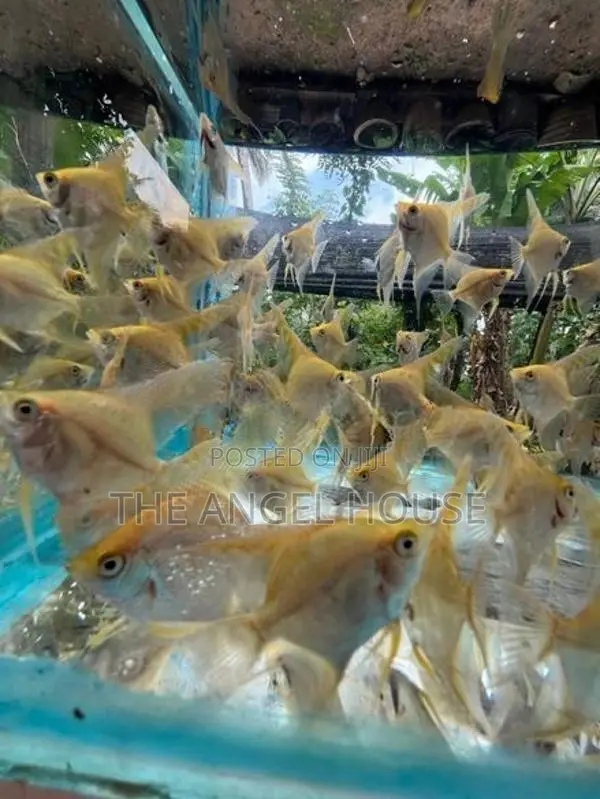 Premium Angel Fish 3 - 4 cm