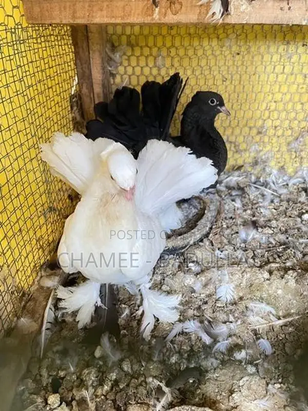 Fantail Pigeon