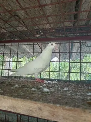 Sudu Ara Pigeon
